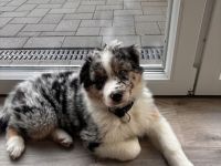 Australian Shepherd