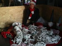 Reinrassige Dalmatiner Welpen abzugeben