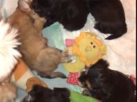 Edel Mix Yorkshire Terrier und die Mama Shih Tzu Mix