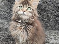 Maine Coon Kitten