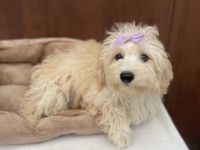 Entzückender Maltipoo-Junge