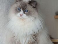 Atos: Sensible Liebe gehüllt in atemberaubende Schönheit