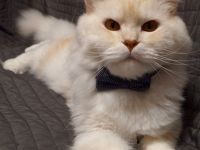 Deckkater Main Coon "Prinz"