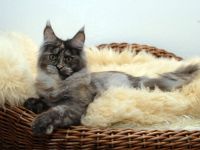 von der kleinen Insel