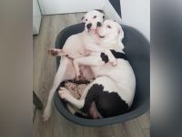 American Bulldog Welpe