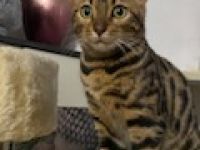 Bengal-Kitten suchen liebevolles Zuhause