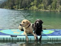 Labradore vom Allgäuer Bergland
