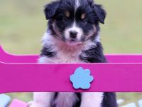 Australian Shepherd Welpen (Showlinie) - perfekt für die Familie