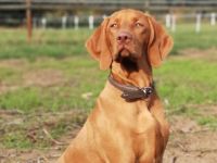 Magyar Vizsla Deckrüde