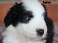 Wir freuen uns, dass alle Welpen ein tolles Zuhause gefunden haben........