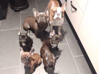 Drei französische Bulldoggen Mädels