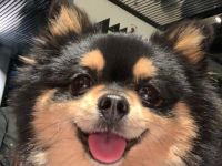 Kein Verkauf! Deckrüde