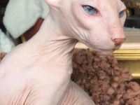 PETERBALD - Kätzche - ausgezeichnete Abstammung (FIFE) - viele Champions im Blut - mehrere Weltmeist