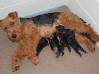 Welsh Terrier Welpen