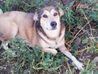 Kimba sehr lieb und etwas schüchtern