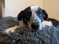 Katzenkenner Joshua sucht ein geduldiges Zuhause