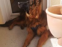 Altdeutscher Schäferhund Leo