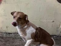 Maya sucht ihre Familie