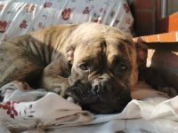 Ayla sucht ein liebevolles Zuhause