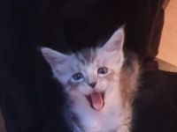 Noch 2 maine coon kitten abzugeben