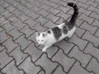 Liebe Kätzin vom Sommer 2023 abzugeben