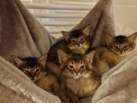 Zuckersüße Somali Kitten