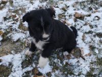 1 süßer kleine Border Collie/ Labrador Welpen 4 reserviert