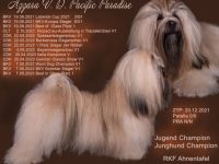 Lhasa apso Deckrüde