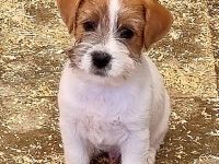 Jack Russell Terrier Welpe