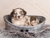 Australian Shepherd