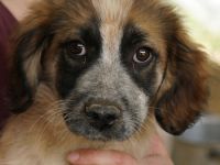 Toffee, geb. ca. 01/2023, lebt in GRIECHENLAND, im städt. Tierheim Serres