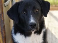 Fabius, geb. ca. 01/2023, lebt in GRIECHENLAND, im städt. Tierheim Serres