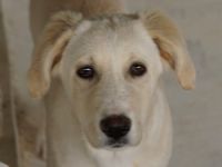 Hamilton, geb. ca. 01/2023, lebt in GRIECHENLAND, auf einer privaten Pflegestelle