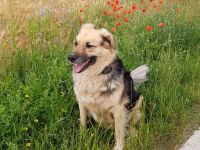 Liebe Gastfamilie für unseren Hund gesucht!