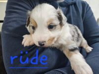 Australian shepherd mini