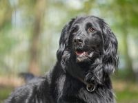 Prinz, Retriever-Hovawart, geb. 2015, ein toller Hund in den richtigen Händen