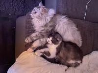 Maine-Coon Katzen abzugeben