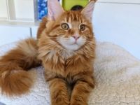 Maine Coon Mädel in red-cl-tabby für die Zucht
