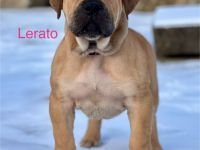 Boerboel Welpen