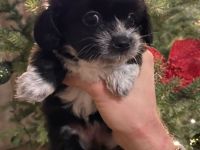 Chihuahua X Malteser