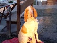 bracco di francobollo