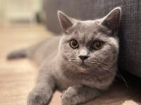 Bkh Katze sucht liebevolles Zuhause