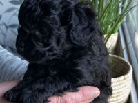 Aussiedoodle F1B