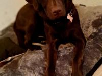 Jung Hündin Labrador