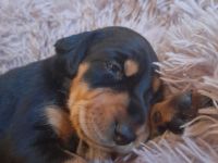 Brackenwelpen, siebenbürger, feiner Familienhund