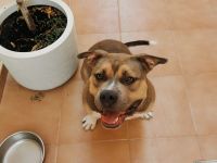 American Bully Rüde 1,5 Jahre alt