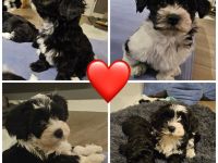 Niedliche reinrassige Havaneser Welpen