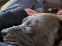 American bulldog xl blue line hündin