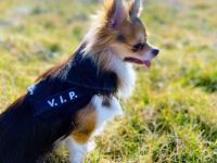 Chihuahua Rüde sucht zu Hause