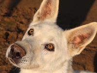 Luuk, geb. ca. 12/2018, lebt in GRIECHENLAND, im städt. Tierheim Serres